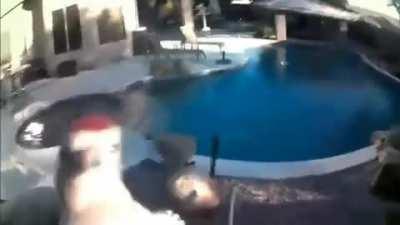 Woodpecker doing woodpecker-stuff