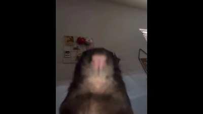 YanDev replying with an entire essay of how people are bullying him for criticizing his game