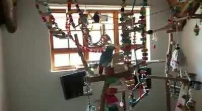 I guess he doesn't like the new toy idea...