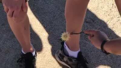 WCGW getting this cactus stem unstuck