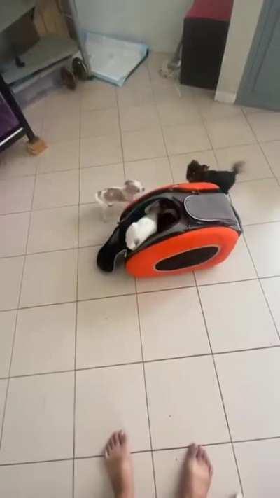 Well they are pretty excited