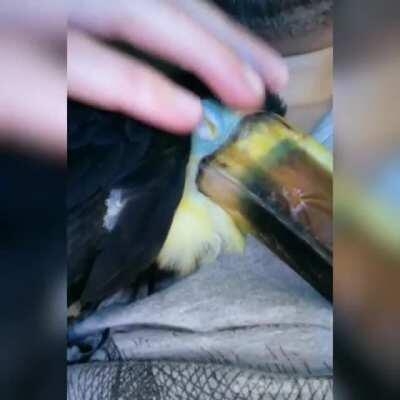 Baby Toucan Snuggles!