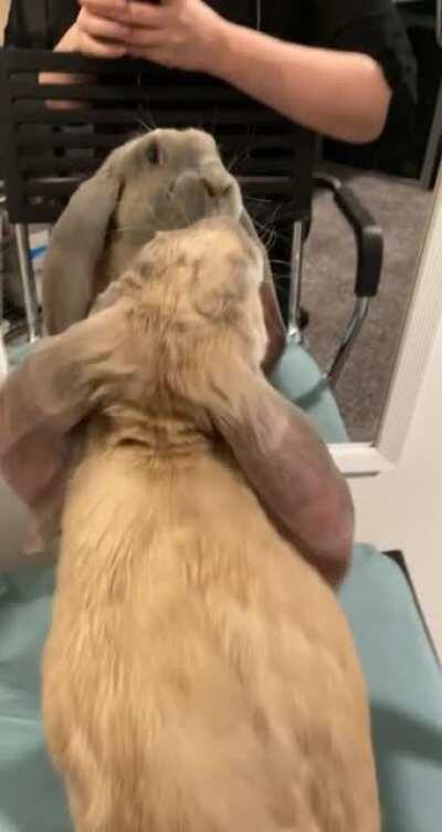 I put a chair by the mirror and she ended up giving her reflection bunny butt 🙄 Sejuani, I adore the hell out of you tho❤️