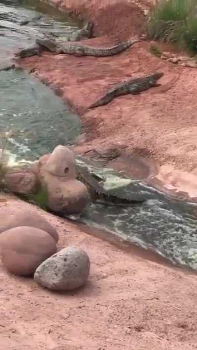 They like waterslides