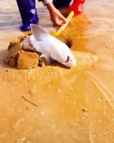These guys literally buried a baby shark and then pretended to save him just for a TikTok