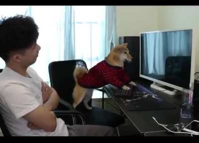 A funny dog playing game