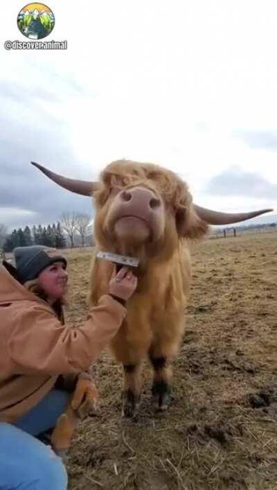 Happy cow getting brushes