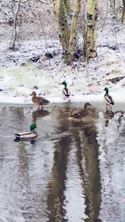Kinda worried about these guys each winter🦆