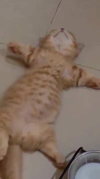 Kitten relaxing on a full stomach