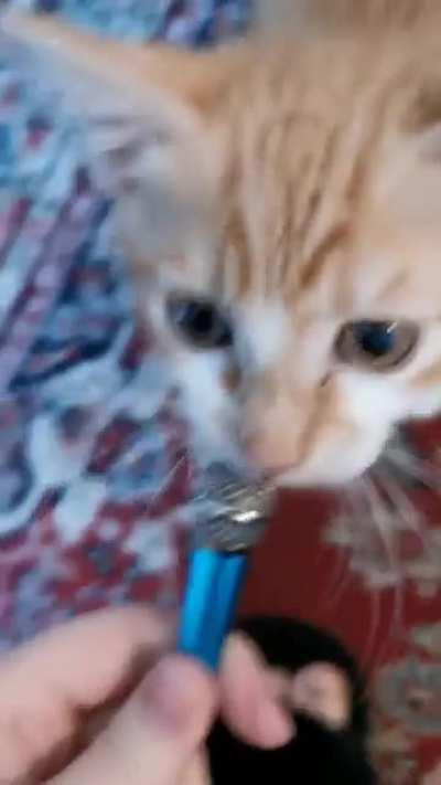 I may have bought a tiny microphone to do interviews with Egg