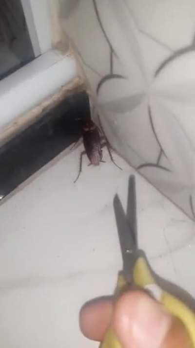 Torturador de barata