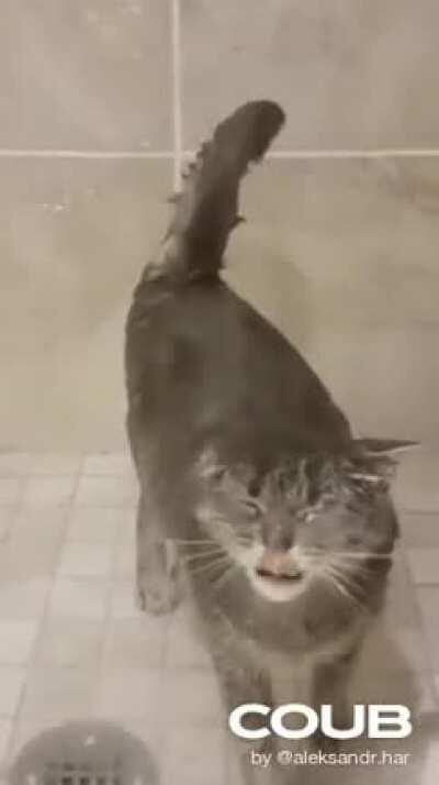 Кот сломался?