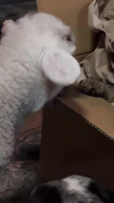 He has accepted his fate…