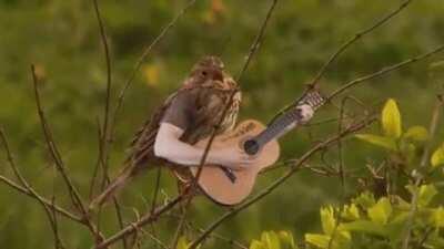 Birds have too much time on their hands