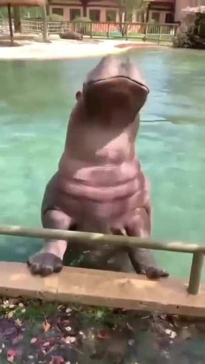 Hippo doing a backflip