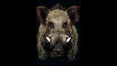 I.... umm i can see it Harriet