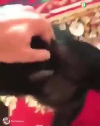 Monkey smoking a bong.