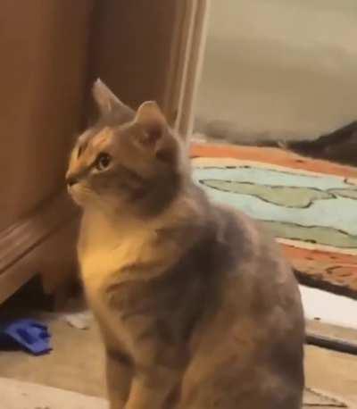 Mom chastising the cat for becoming pregnant and out of wedlock!