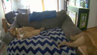 Cat startles dog, which startles cat