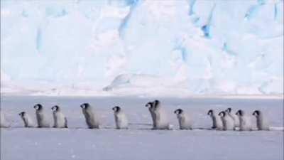 🔥 Just your average Artic morning - a few pingu chicks out for a stroll...