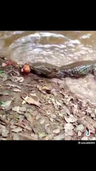 Crocodile attacking an electric eel