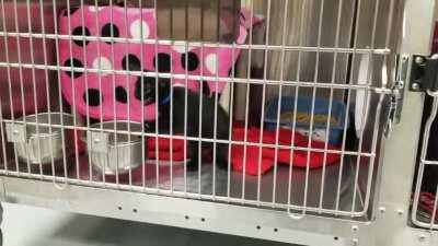 I visited my former foster kitten Smudge at the shelter where he's waiting to find his forever home. This is what happened every time I put him back in his cage. Available for adoption from Huntsville (AL) Animal Services