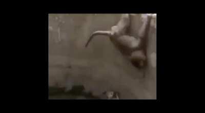 Já dei e vou dar dnv!