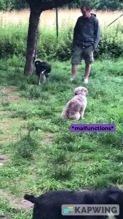 Introverted types as introverted dogs