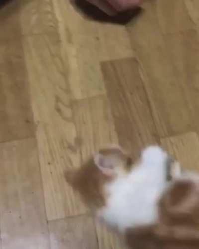 Now it will be my ball!!!