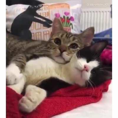 Moments of feline tenderness