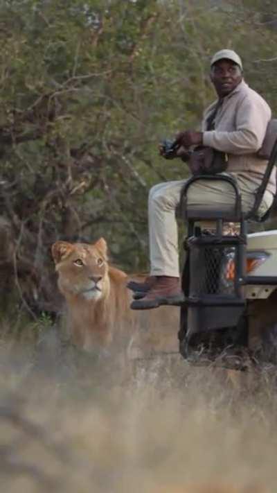 He was looking for the lion, but the lion found him