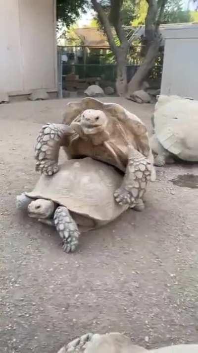 You think you know what 