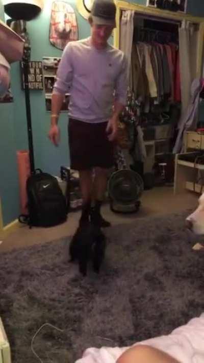 CAt NArRoWLy AVOIds dEAth by FlOoR lAVA