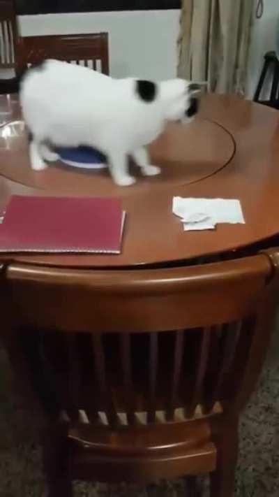 I’m away from my fiancé for work so I made her a collection of cats since I’m not able to share them everyday