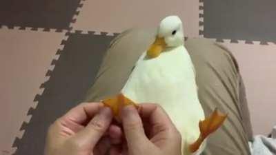 Ördeğe masaj yapmak