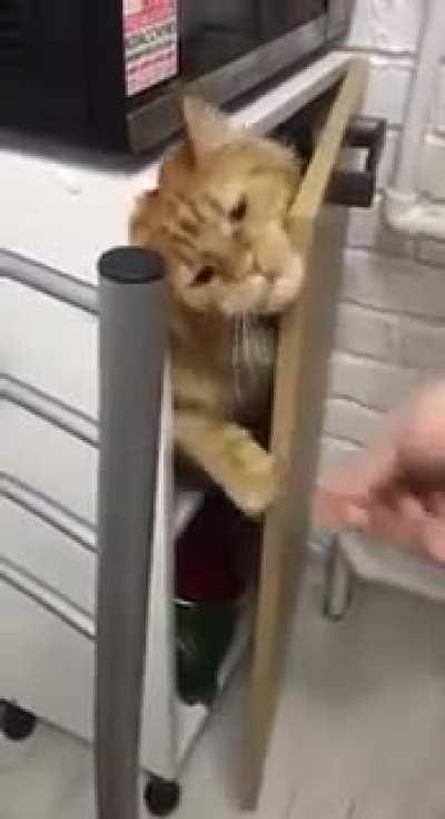 They really are the most magnificent creatures.