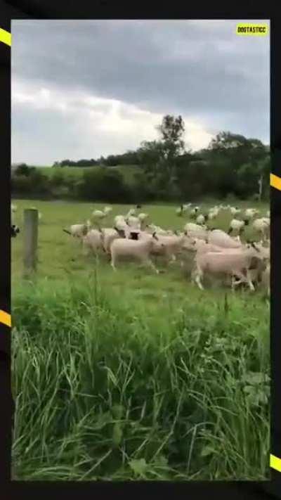 This good boy’s discipline and herding skills