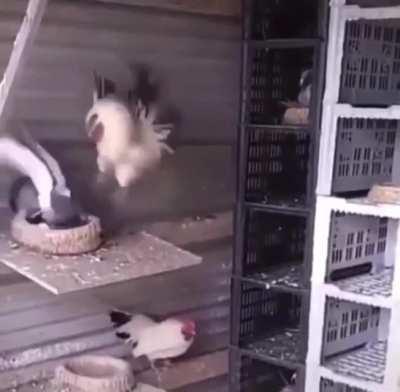 Rooster and pigeon fight over territory