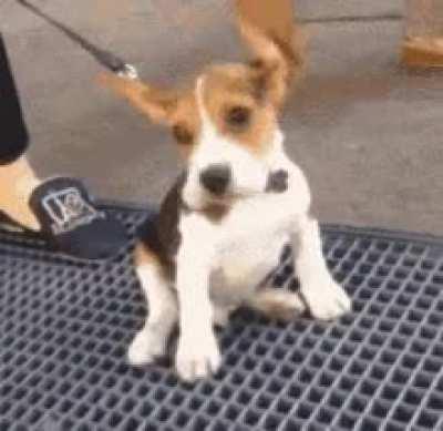 With his ears to the wind!