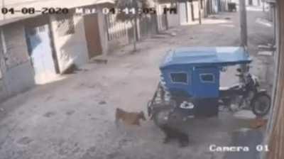 are you lost doggy???