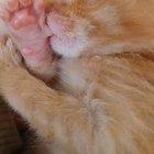 This Kitten, Sucking His Thumb <3