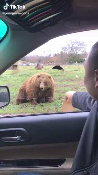 Bear is 99.99% chonk