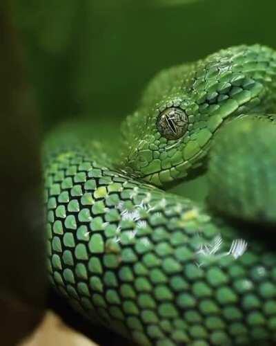 Western bush viper drinking water from its skin during the rain