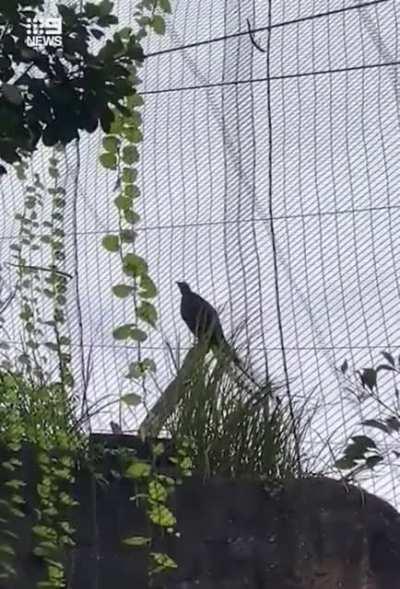 Cheeky cunt lyrebird at Taronga Zoo mimics evacuation alarm after hearing it when the lions escaped recently