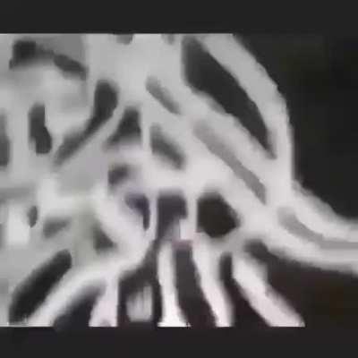 O S M A N L I A R A B A