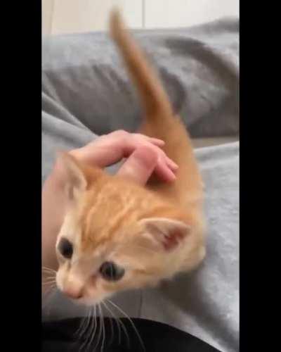 Cat memes 😜👌❤️