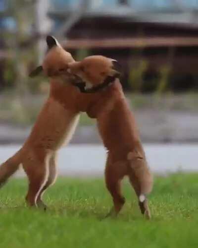 Baby foxes playing with each other