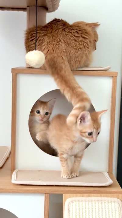 Mama Marmalade can’t get a moment’s peace.