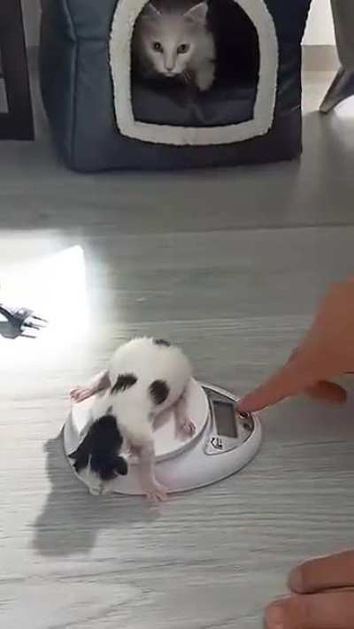 A mother cat's concern and worry for her babies is real.. ❤😍❤