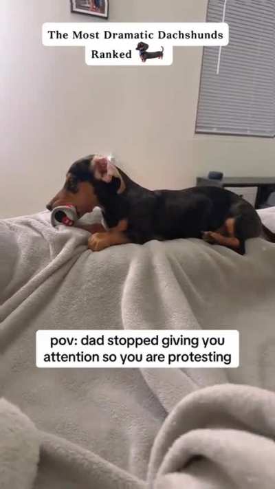 The Most Dramatic Dachshunds Ranked 🐶